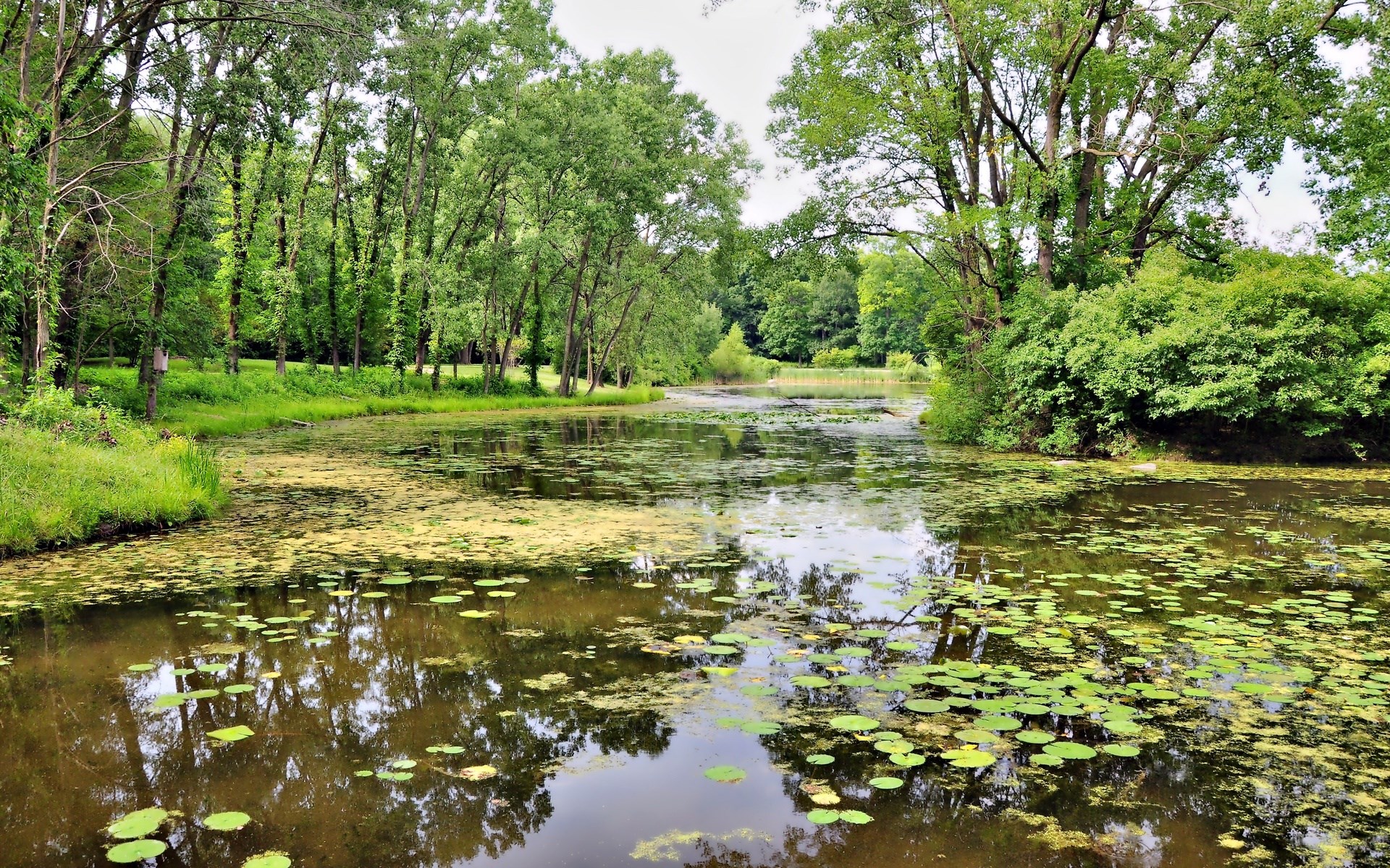 Pond with lily pads and trees HD Wallpaper