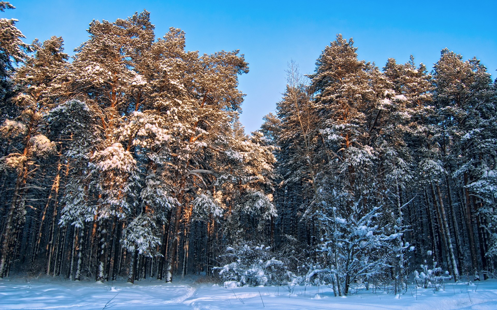 Snow-covered pine forest under a clear blue sky HD Wallpaper