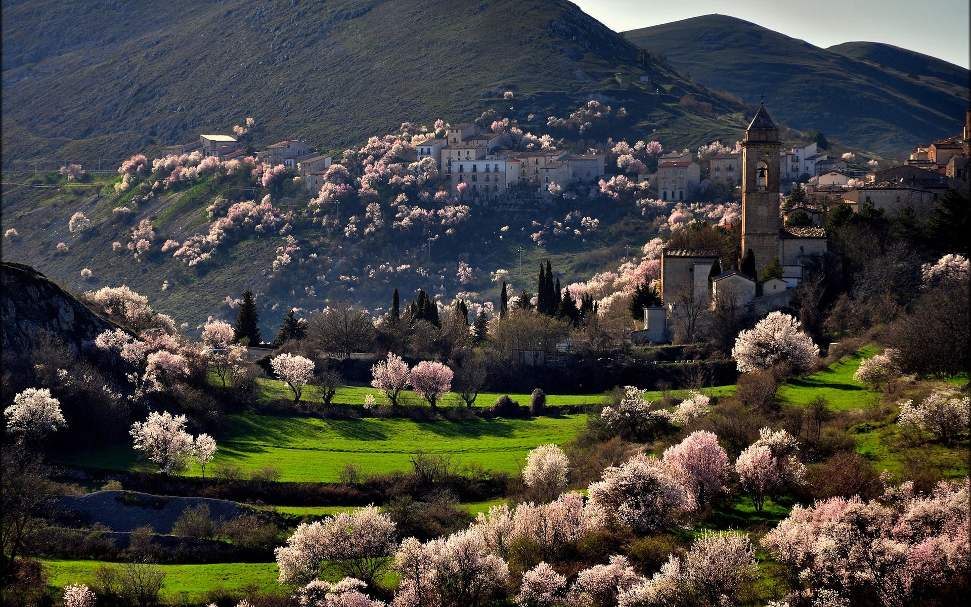 Village on a hill with blooming trees and a church tower HD Wallpaper