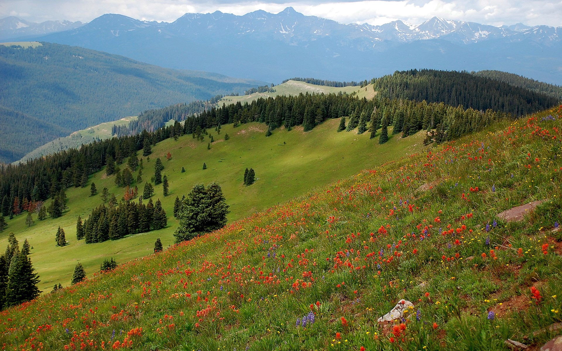 Mountain meadow with wildflowers and pine trees HD Wallpaper