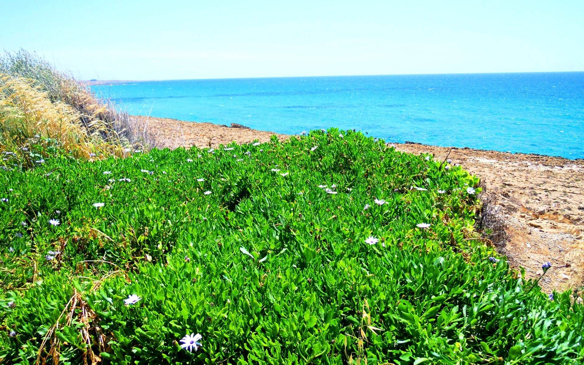 Green coastal plants with white flowers and blue ocean HD Wallpaper