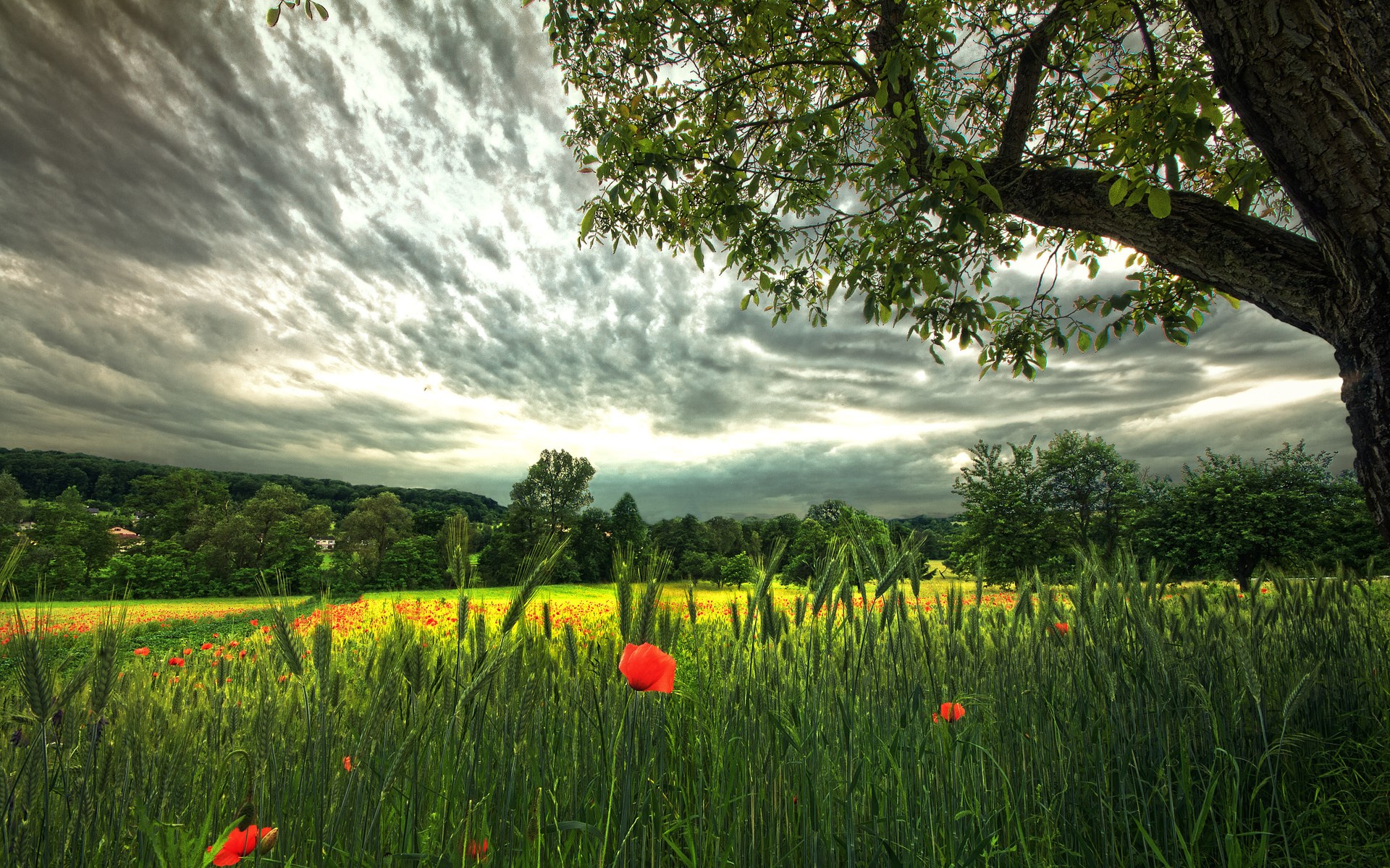 Field of poppies and wheat under stormy clouds HD Wallpaper