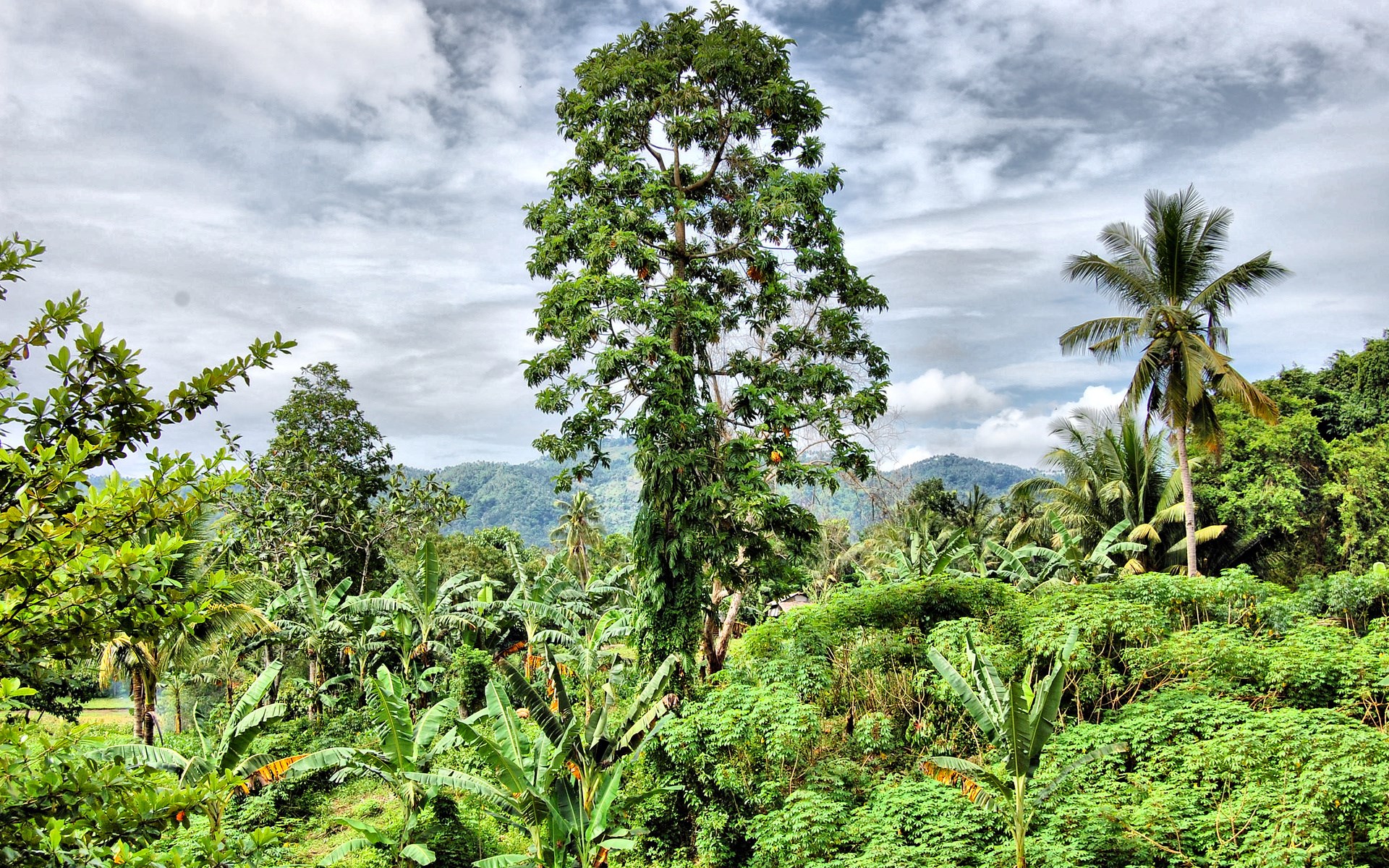 Tropical landscape with tall trees and mountains HD Wallpaper