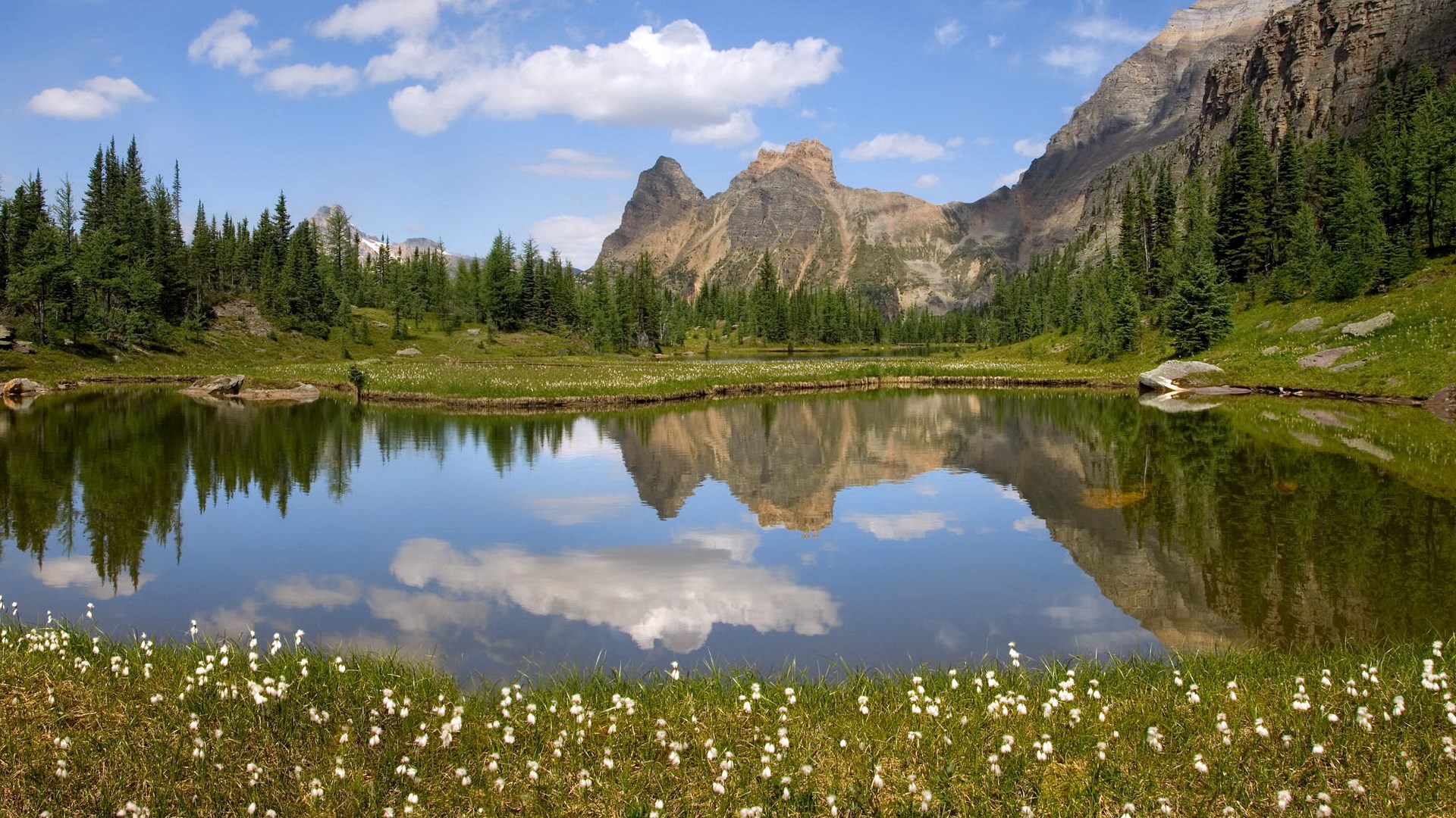 Mountain lake reflection with wildflowers and pine trees HD Wallpaper