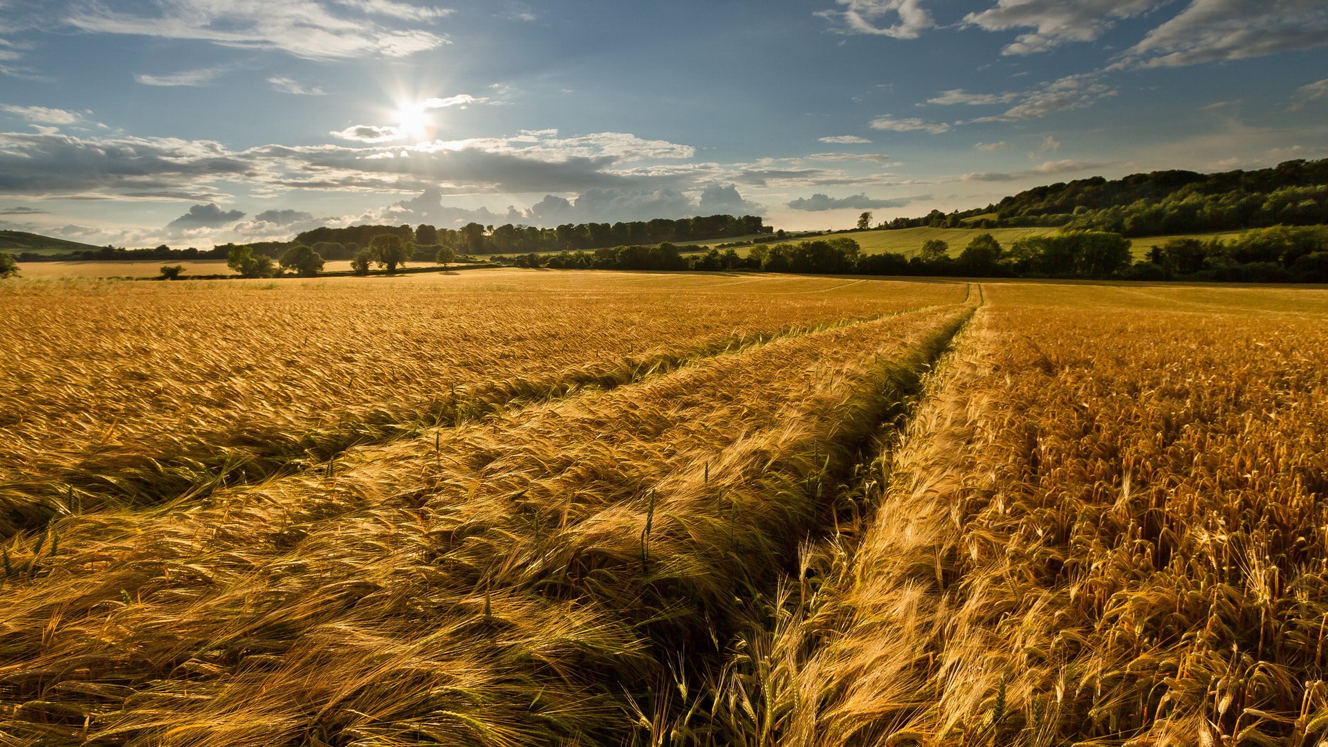 Golden wheat field under a sunny sky HD Wallpaper