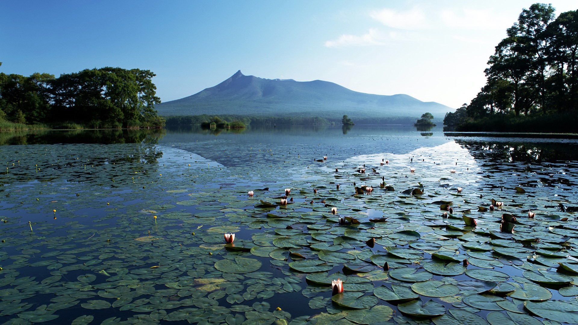 Lake with Mount Fuji and Water Lilies HD Wallpaper
