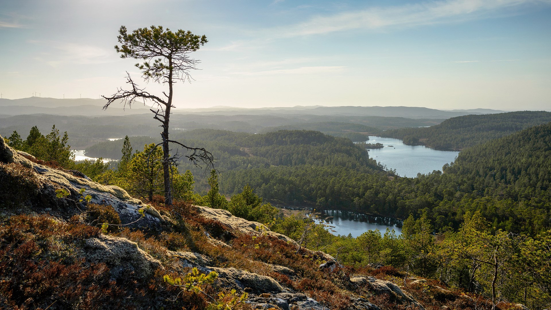Pine tree on rocky outcrop overlooking forest and lakes HD Wallpaper