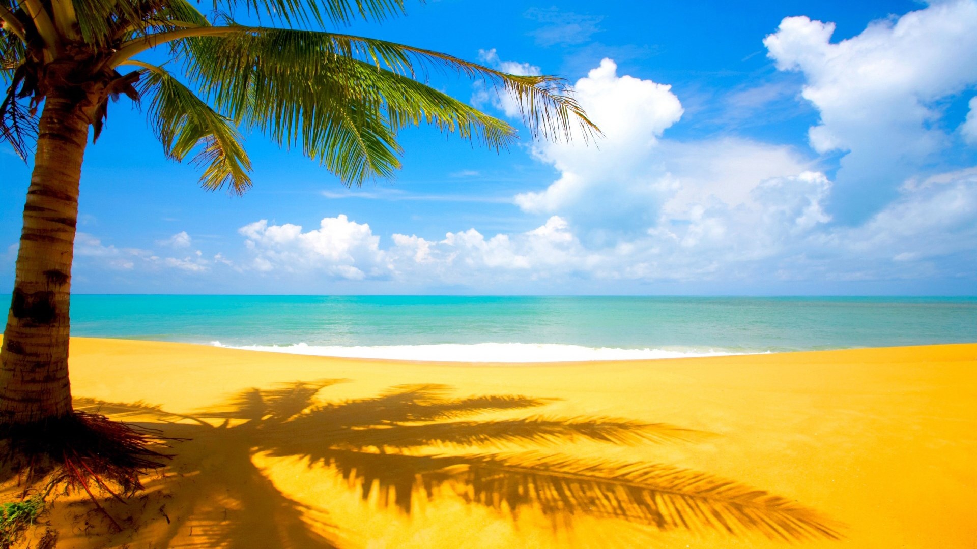 Palm tree on a tropical beach with turquoise ocean HD Wallpaper