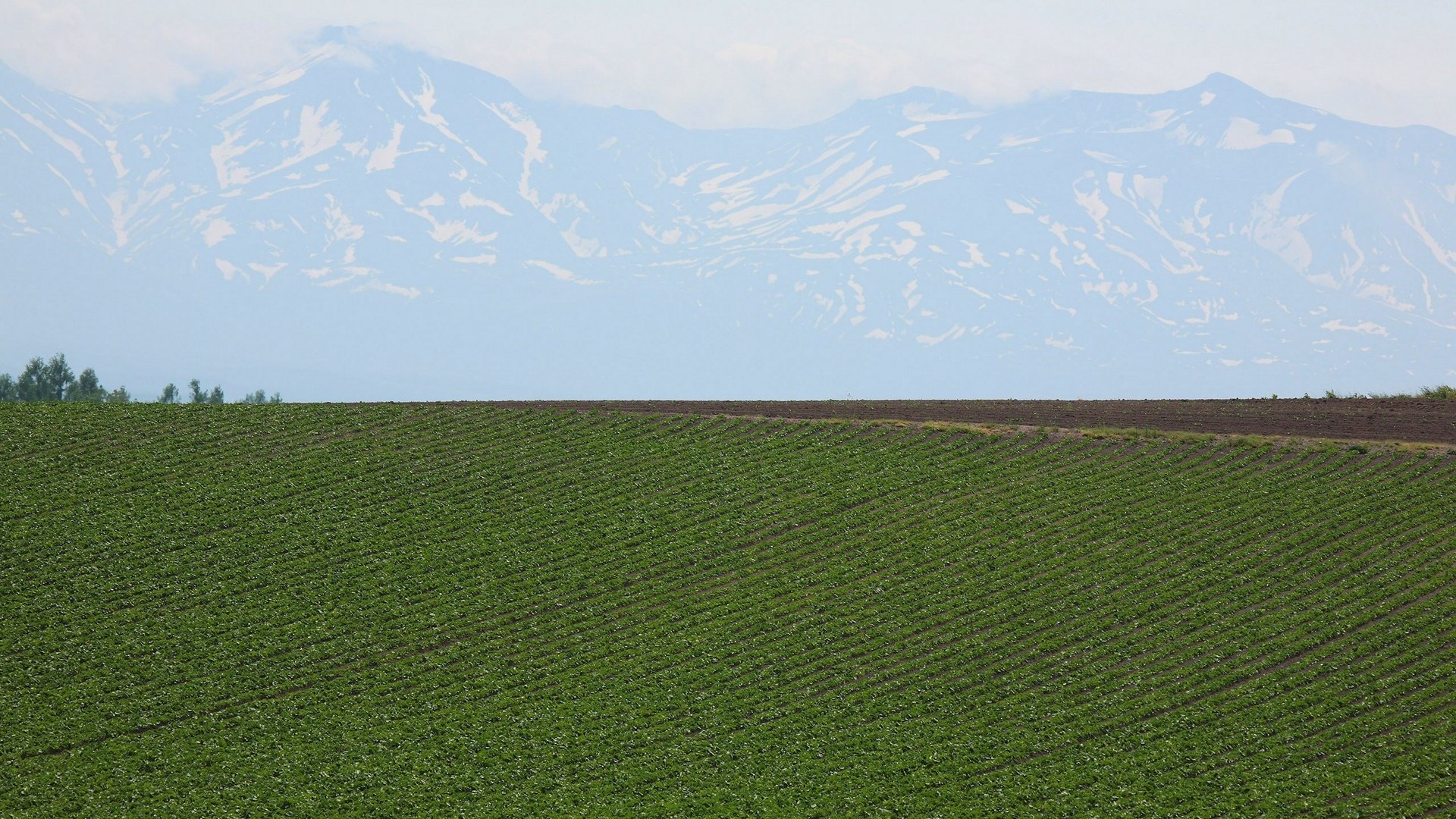 Green Field and Snow-Capped Mountains HD Wallpaper
