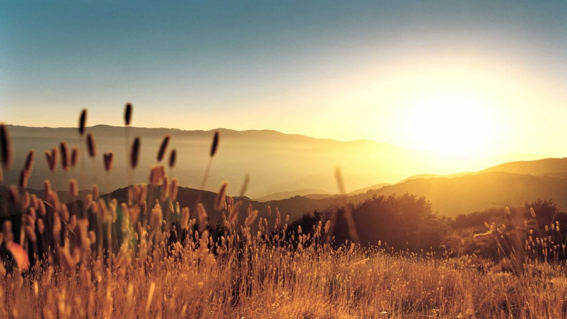 Sunset over rolling hills with tall grass in the foreground HD Wallpaper