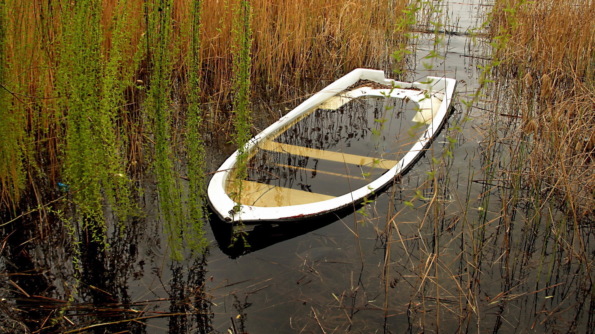 Sunken white boat in reeds and water HD Wallpaper