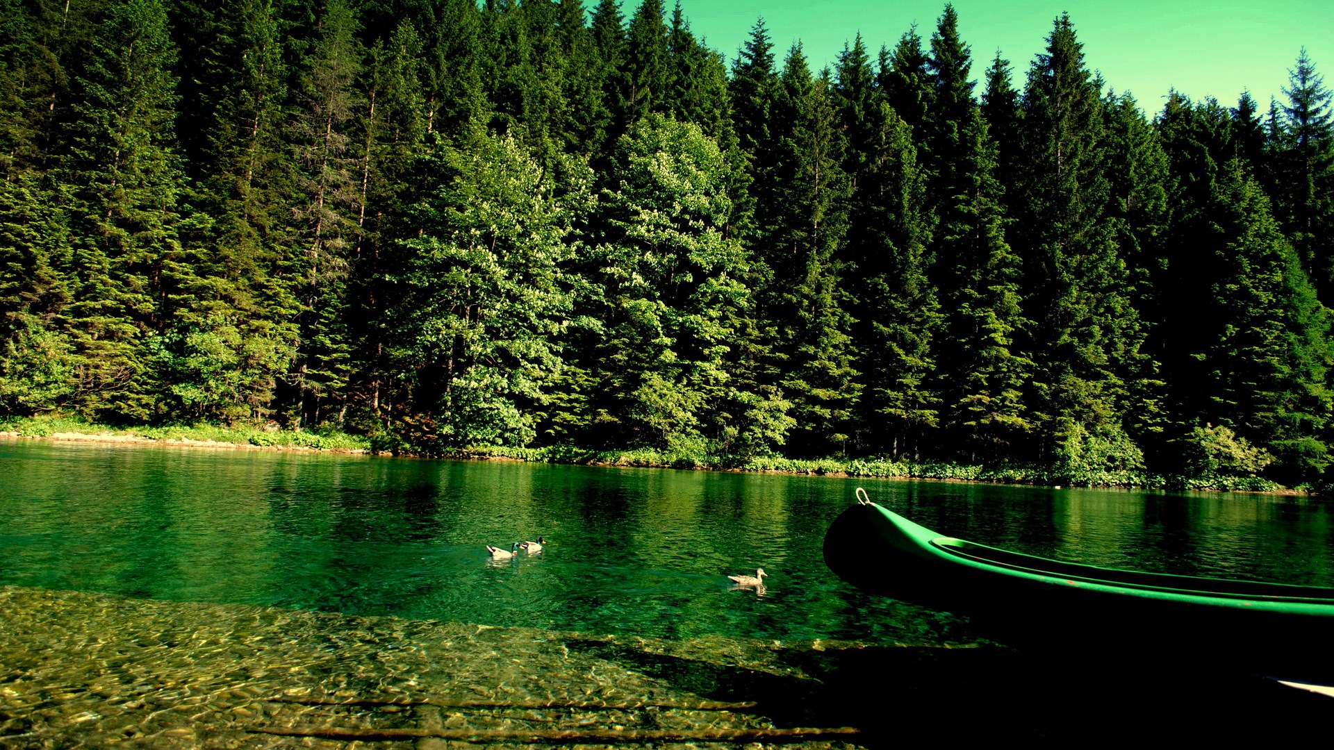 Green canoe on a lake with ducks and forest HD Wallpaper