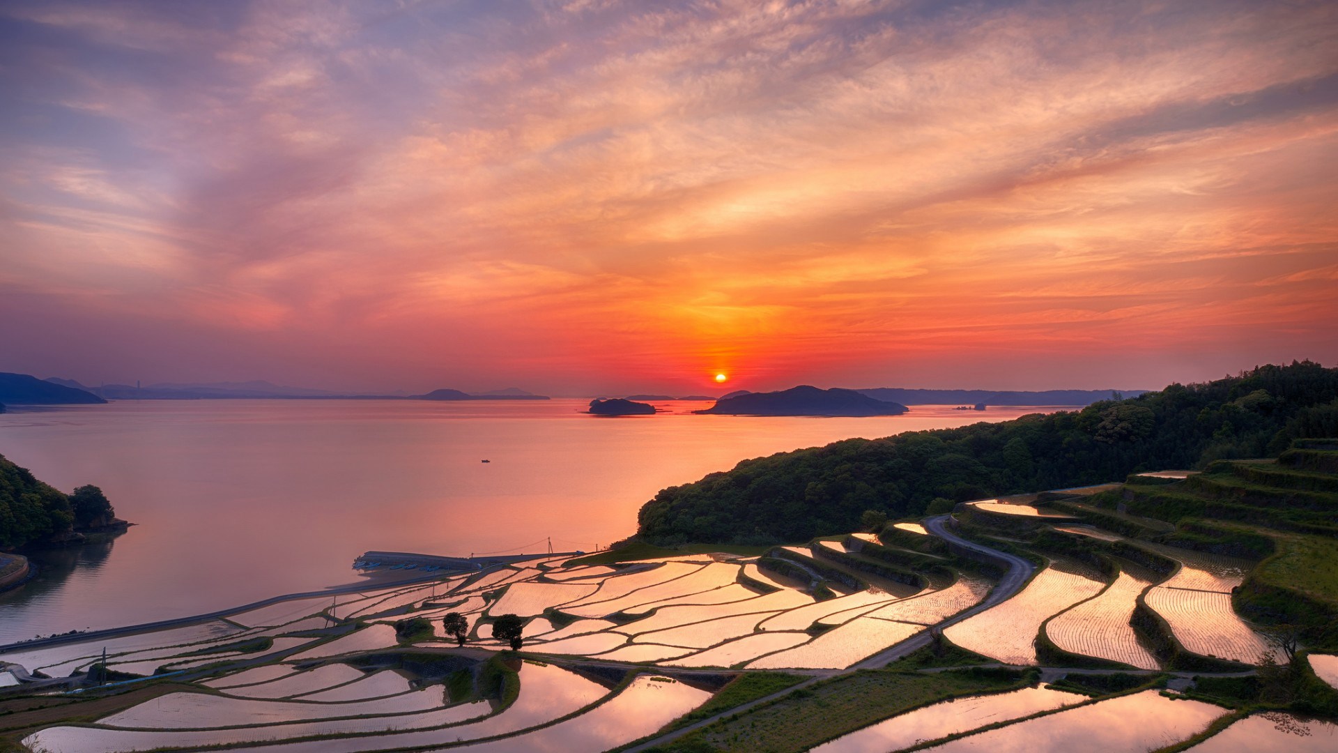 Terraced rice fields at sunset by the sea HD Wallpaper