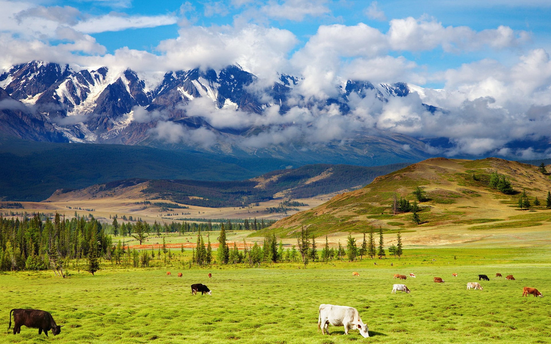 Cows grazing in a green meadow with snowy mountains in the background HD Wallpaper