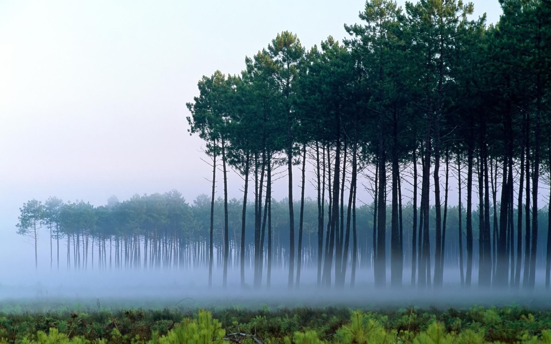 Pine forest in the fog HD Wallpaper