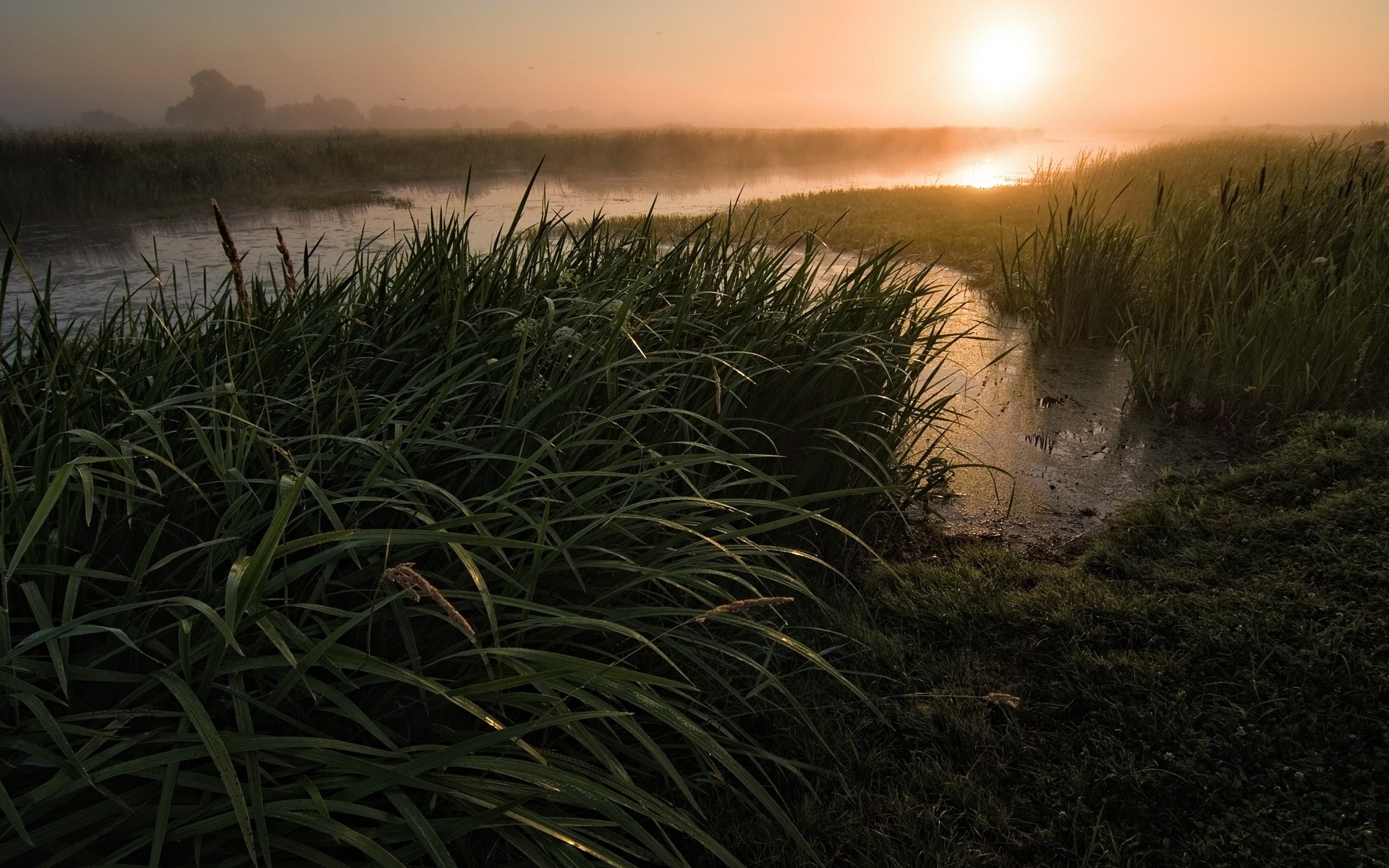 Misty sunrise over a river with tall grass HD Wallpaper