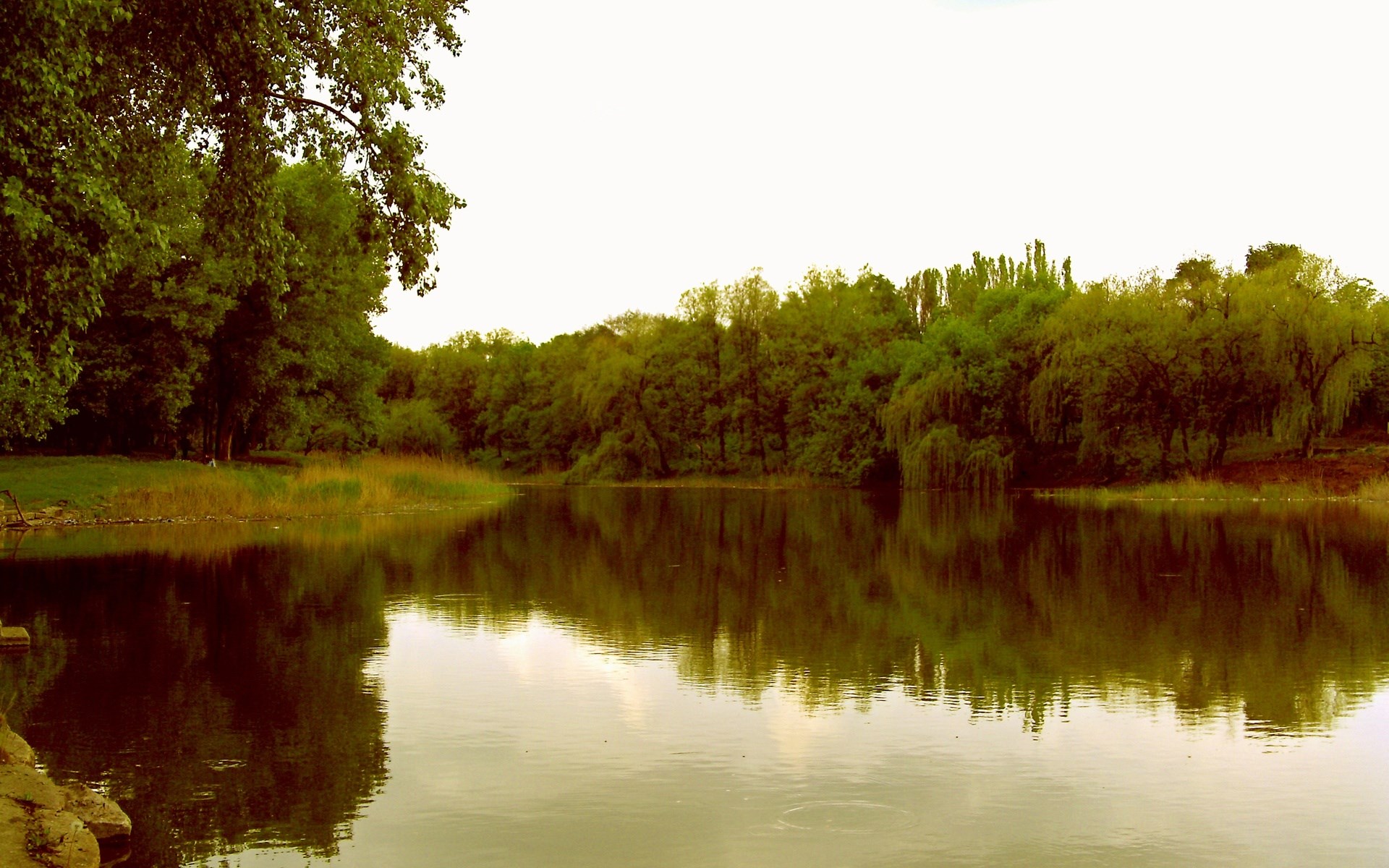 Trees reflected in a calm lake HD Wallpaper