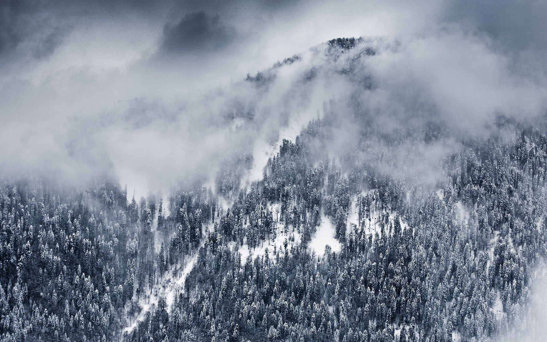Snowy mountain forest shrouded in clouds HD Wallpaper