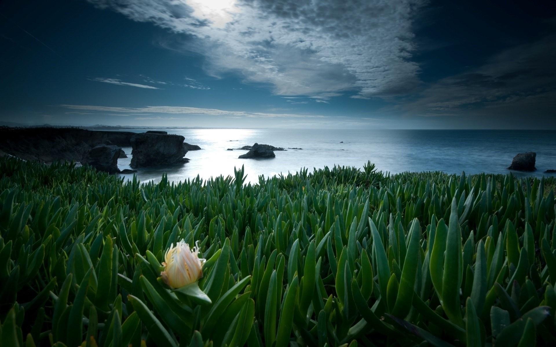 Coastal landscape with green plants and ocean HD Wallpaper