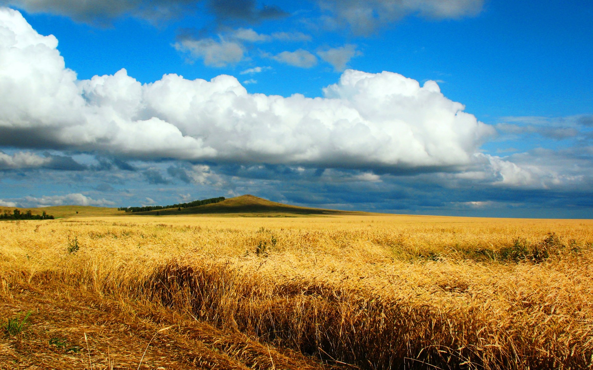Golden wheat field under a cloudy blue sky HD Wallpaper
