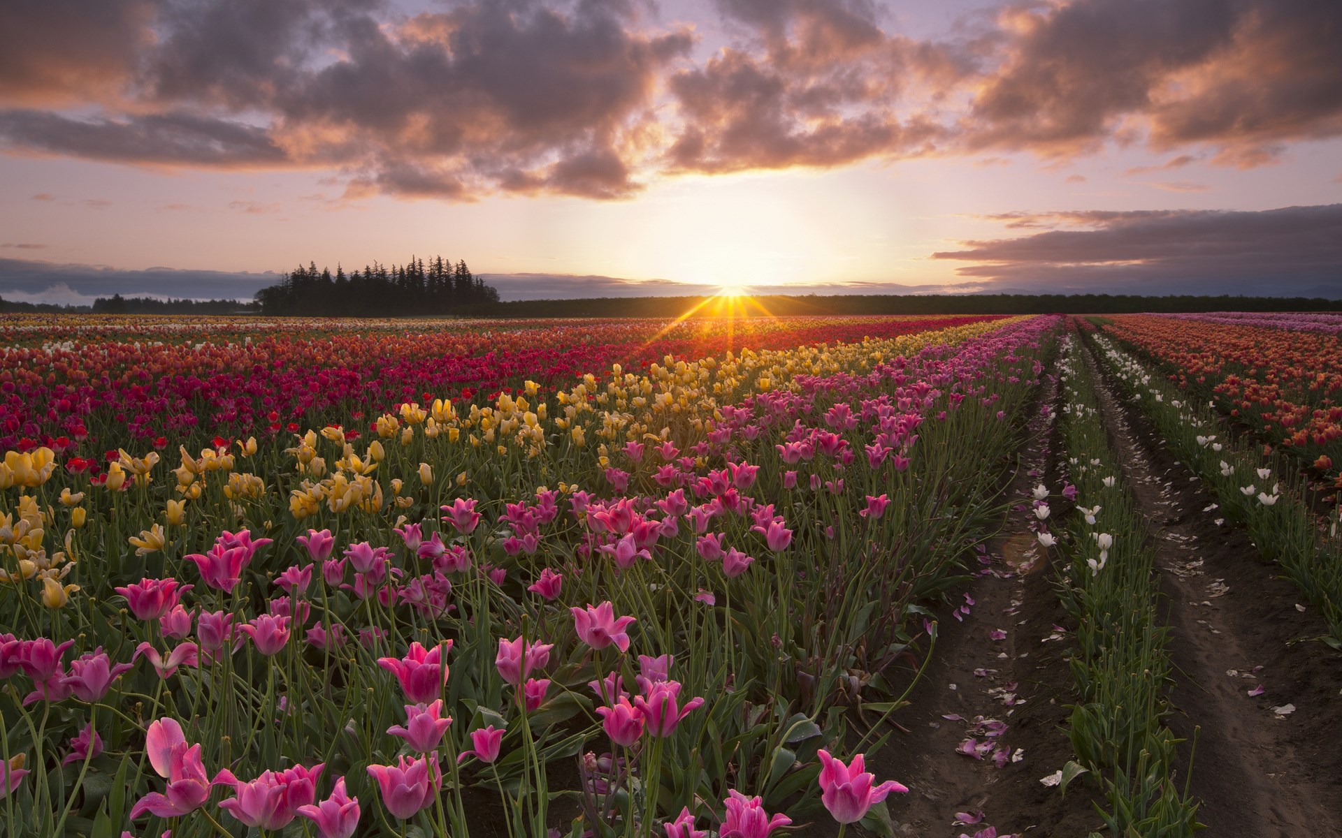 Field of tulips at sunset HD Wallpaper