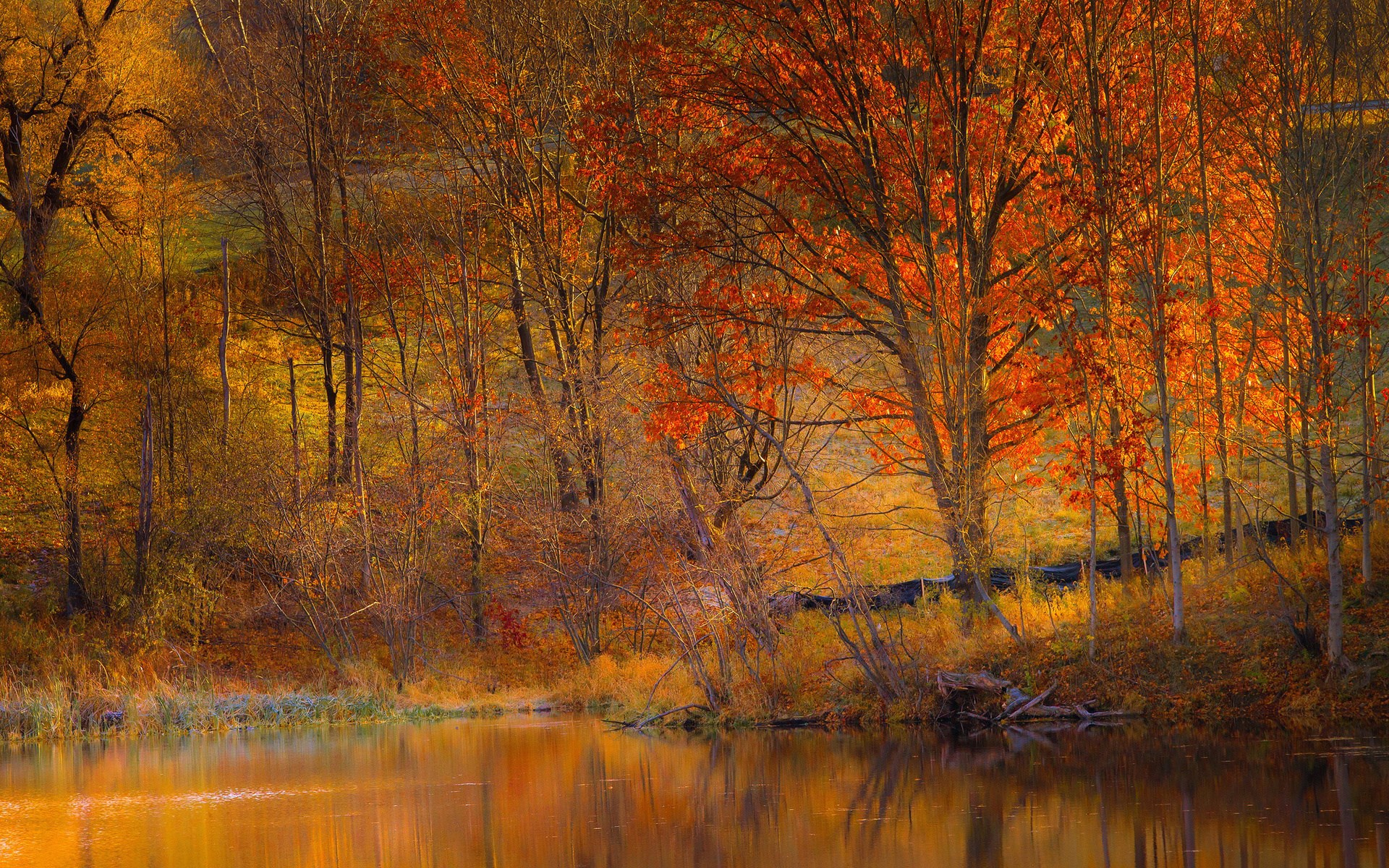 Autumn forest with a lake HD Wallpaper