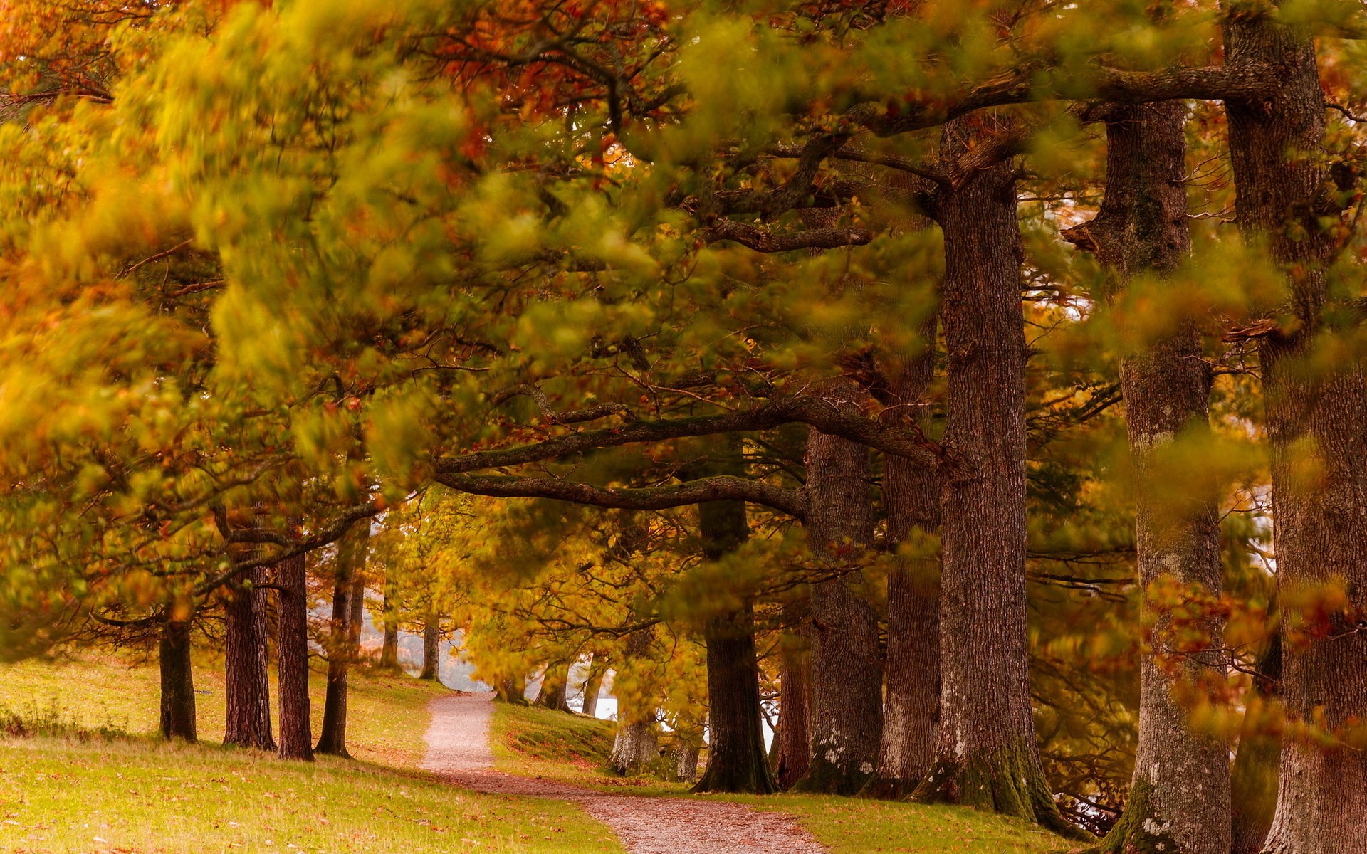 Autumn path through a forest with colorful trees HD Wallpaper