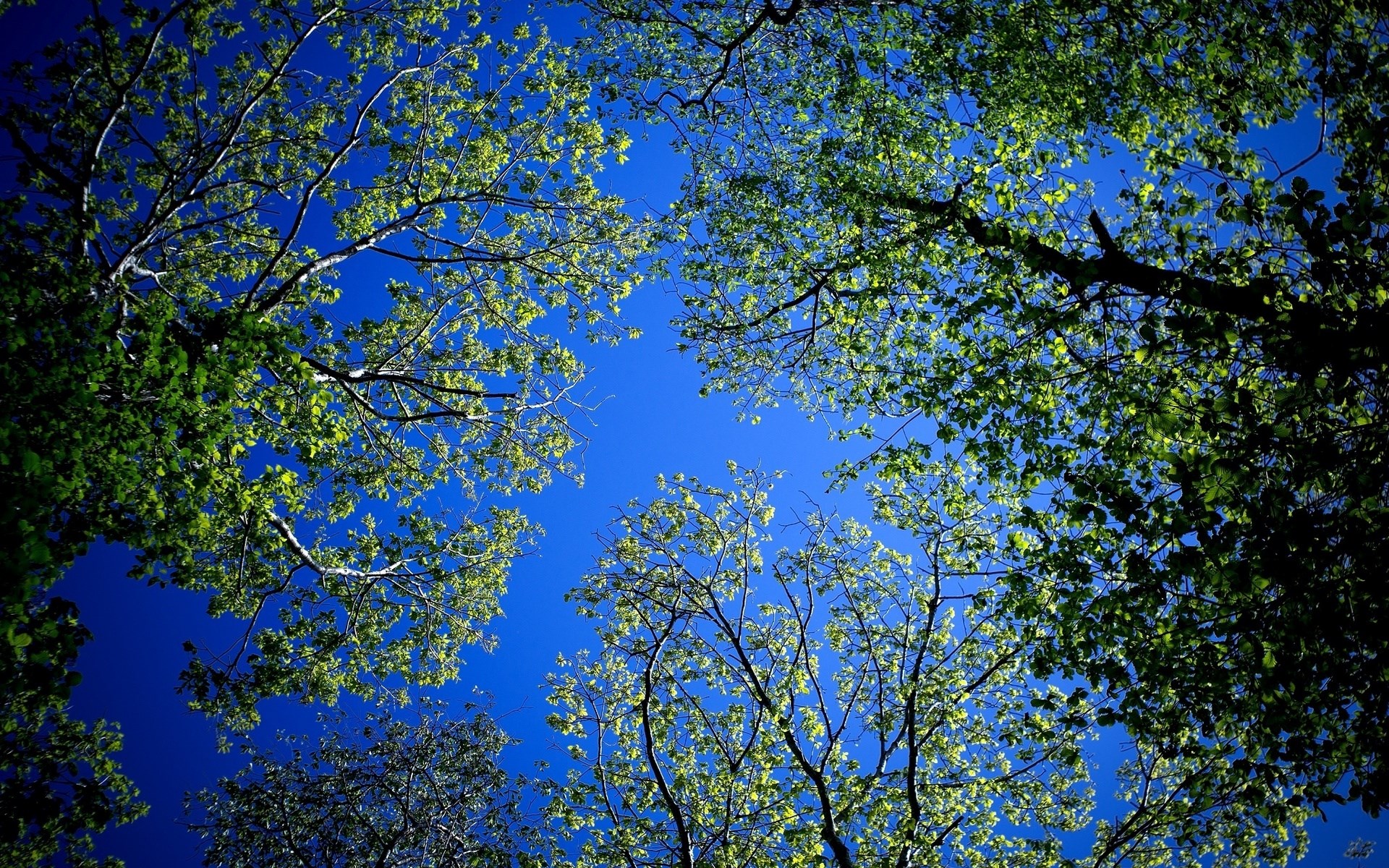 Looking up through trees at a bright blue sky HD Wallpaper
