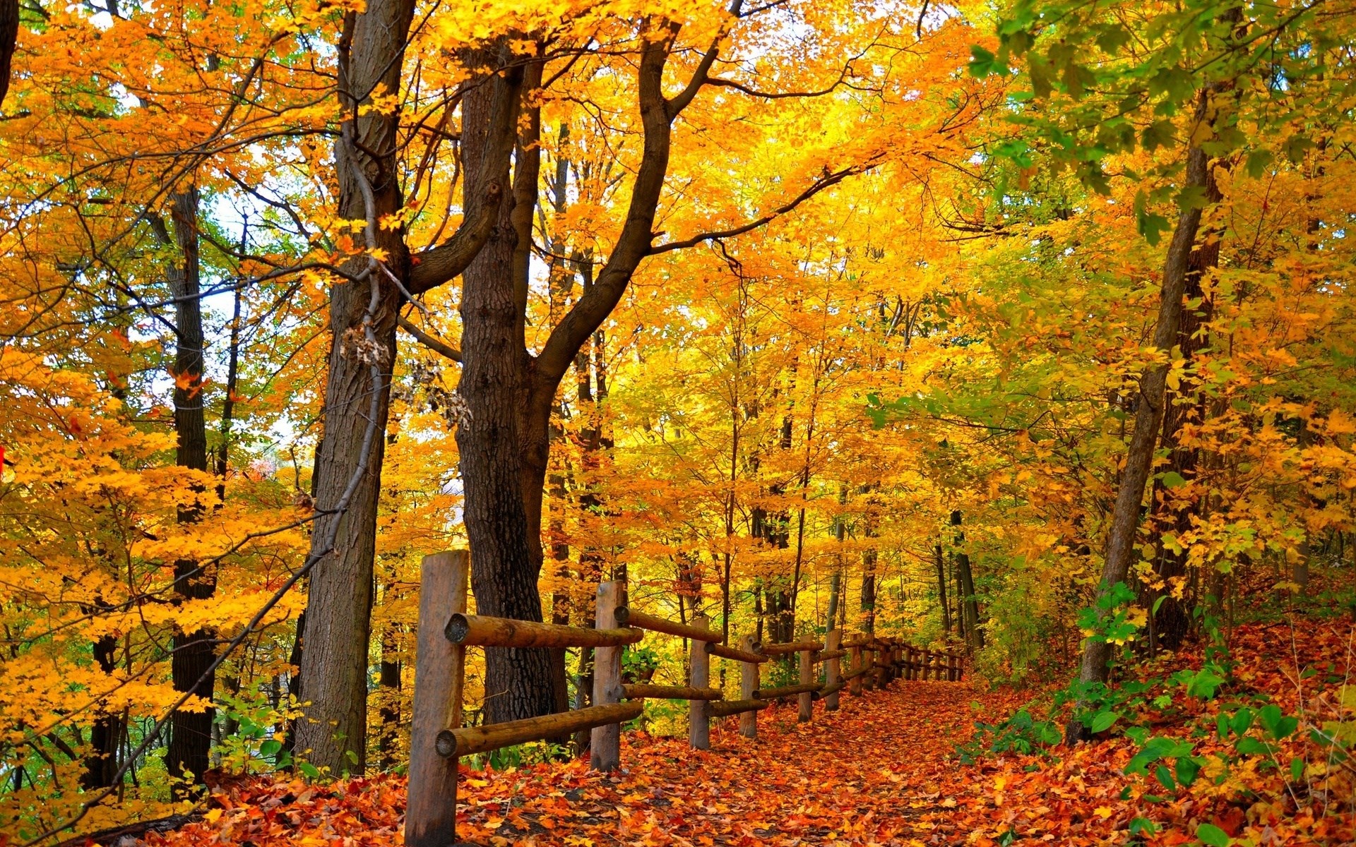 Autumn forest path with wooden fence and fallen leaves HD Wallpaper