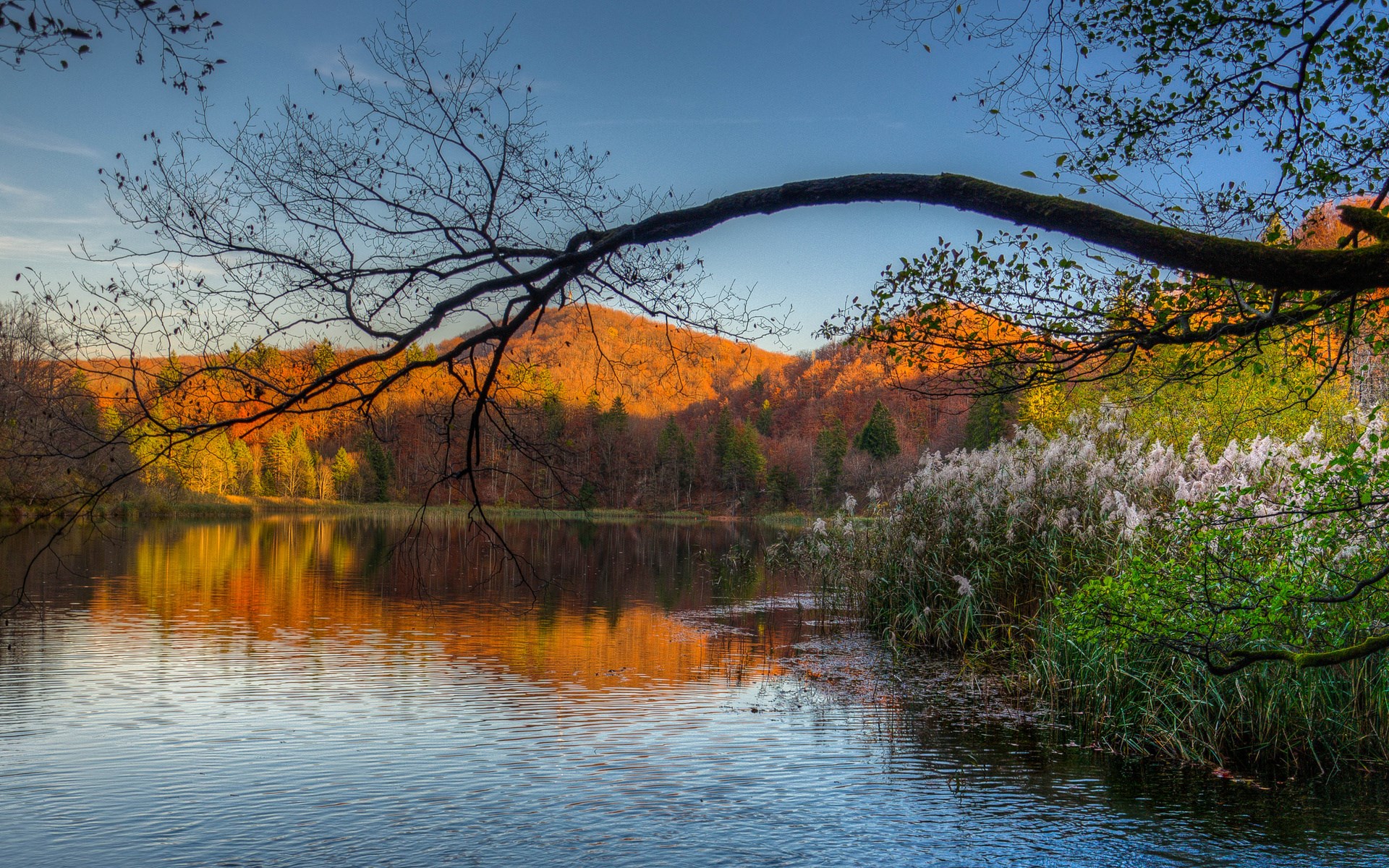 Autumn lake with reflection and tree branch HD Wallpaper
