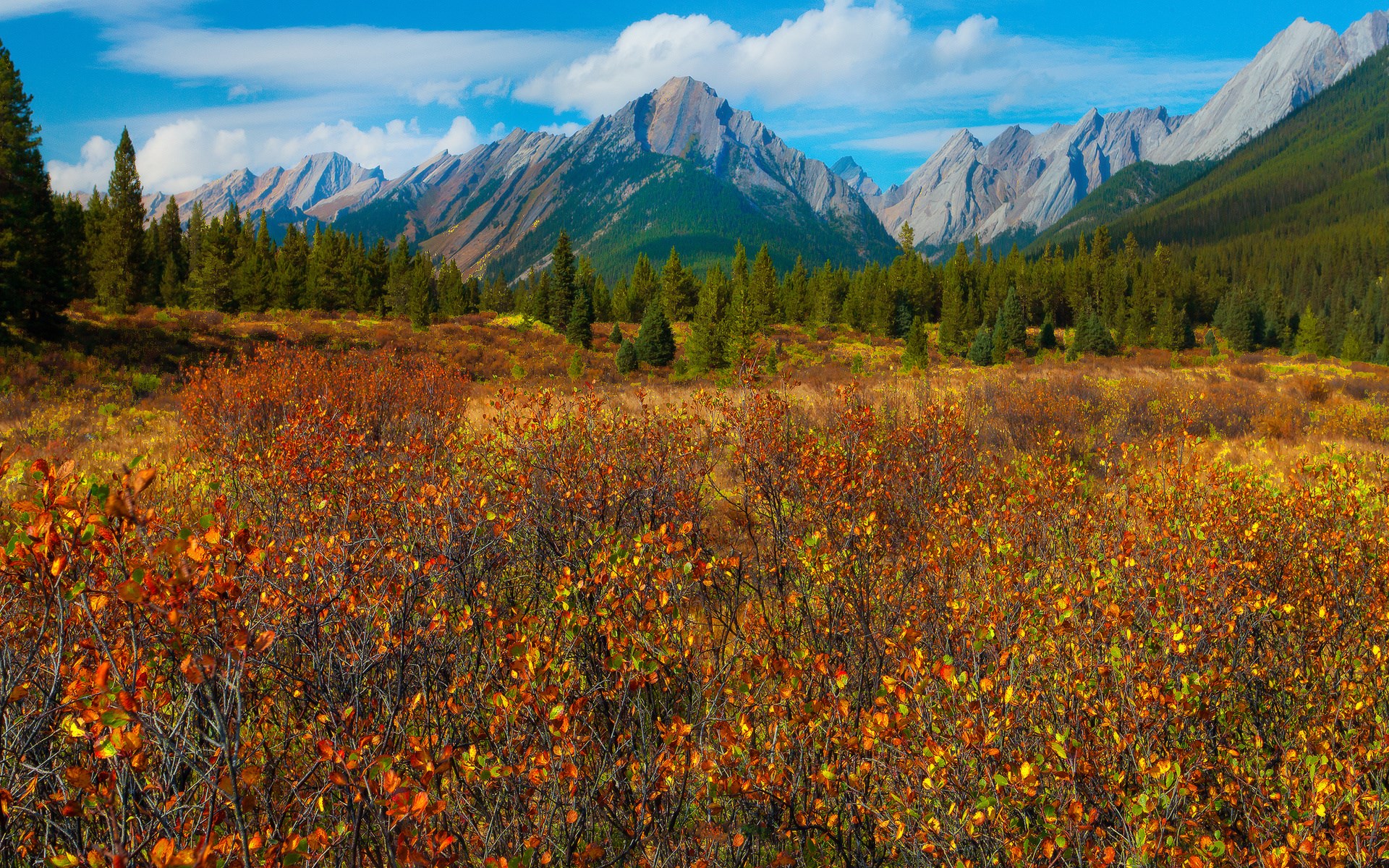 Autumn mountain landscape with colorful foliage and pine trees HD Wallpaper