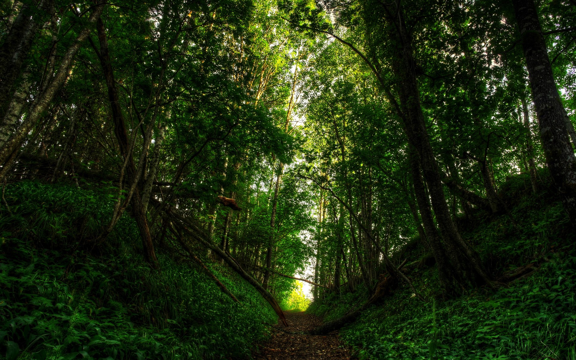 A path through a dense green forest HD Wallpaper
