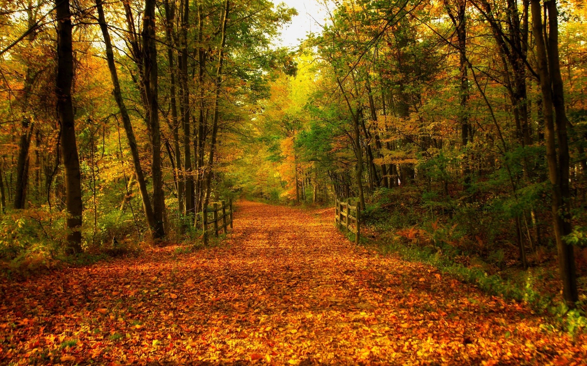 A path covered in autumn leaves in a forest HD Wallpaper