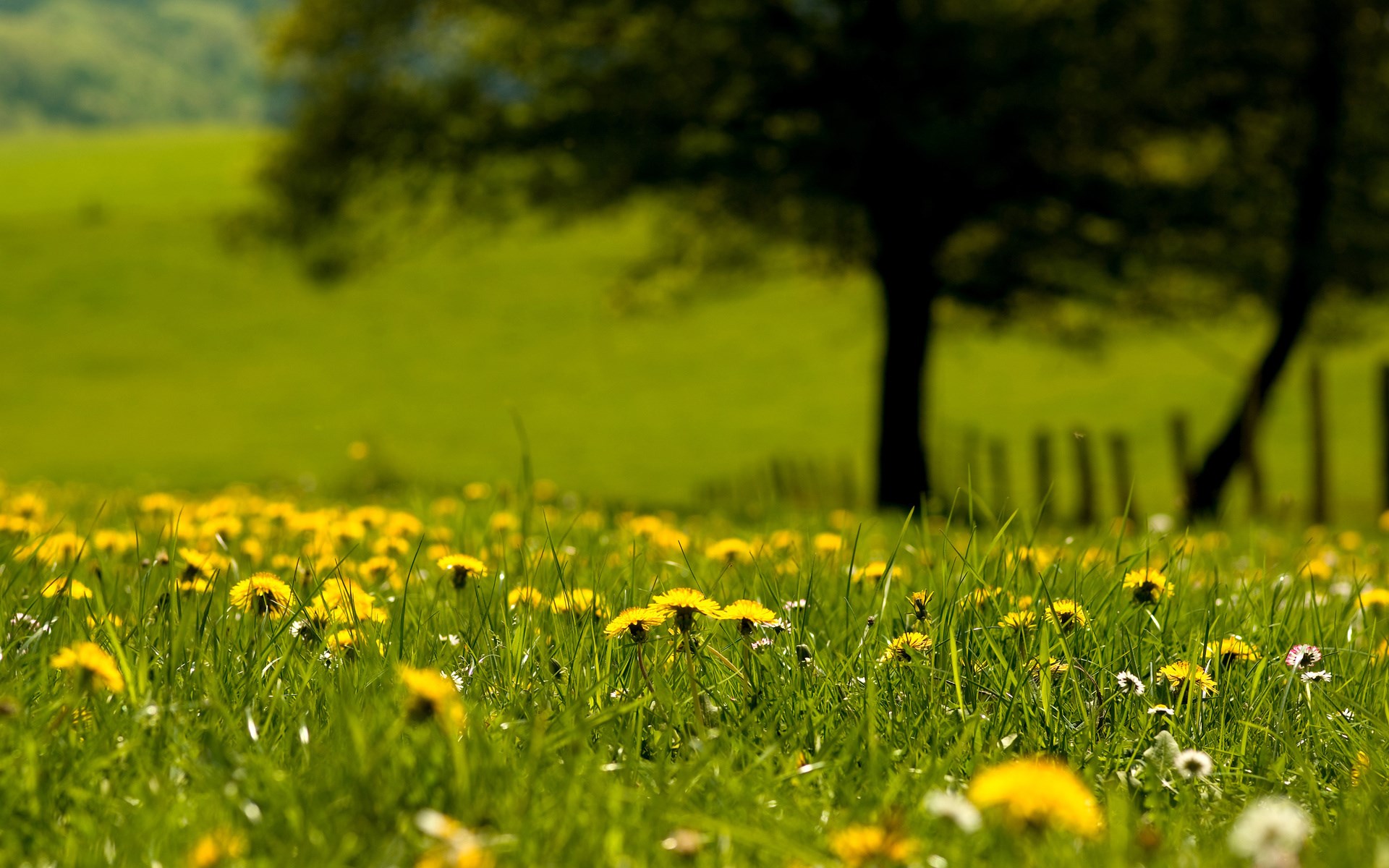 Field of yellow dandelions and green grass HD Wallpaper