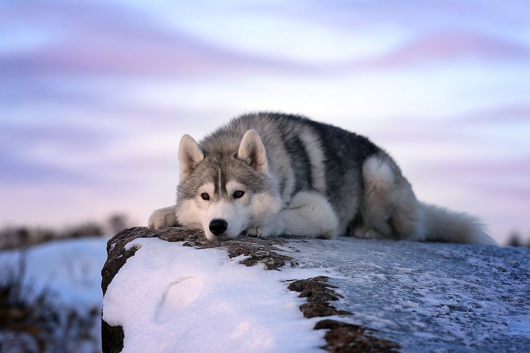 Wolf resting on snowy cliff at dusk HD Wallpaper