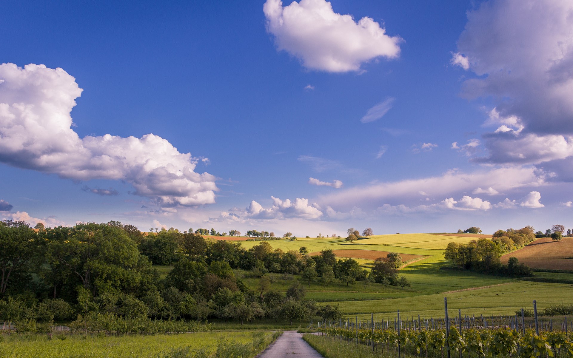 Rolling hills with vineyards under a cloudy blue sky HD Wallpaper