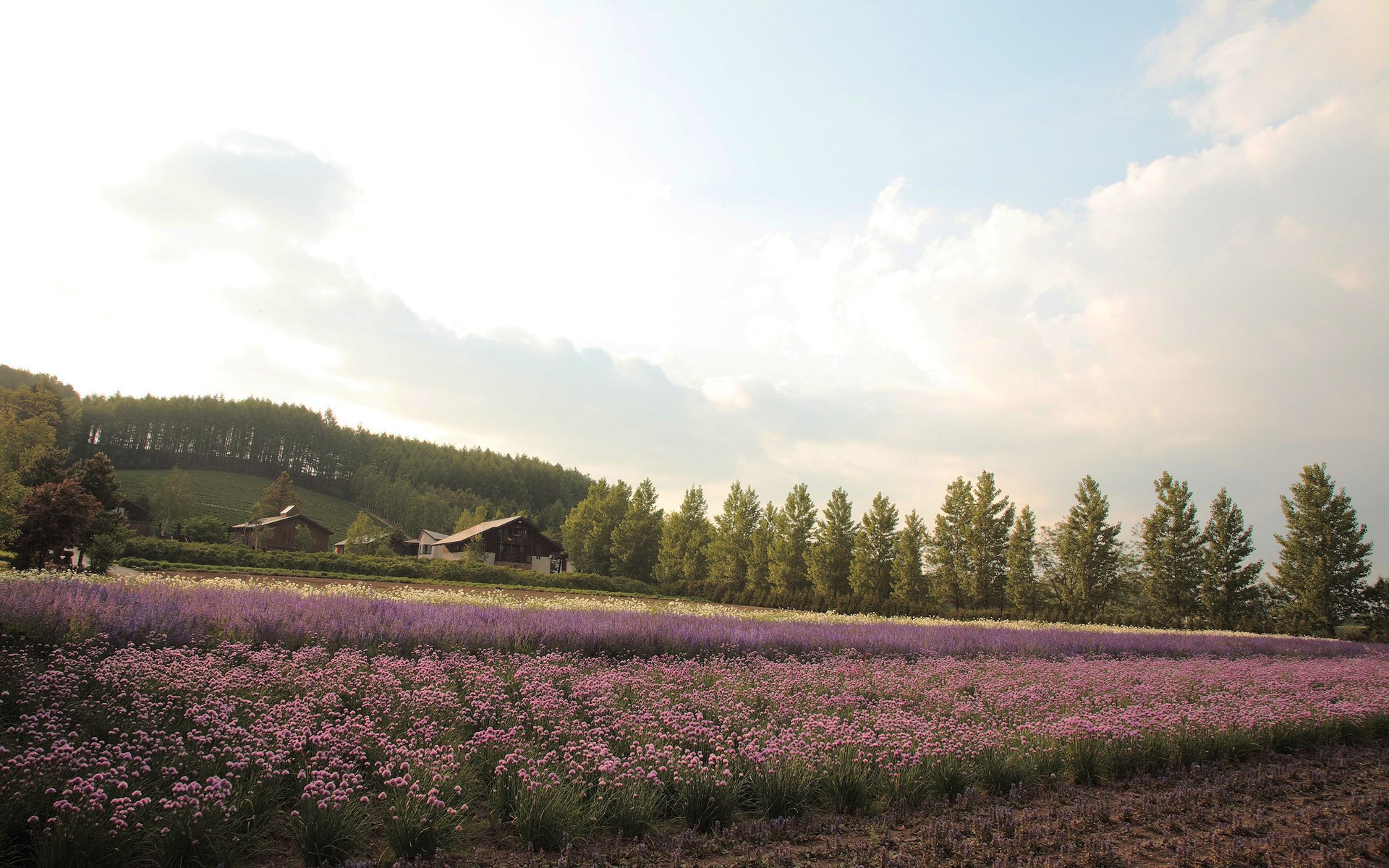 Flower field with farmhouses and trees HD Wallpaper