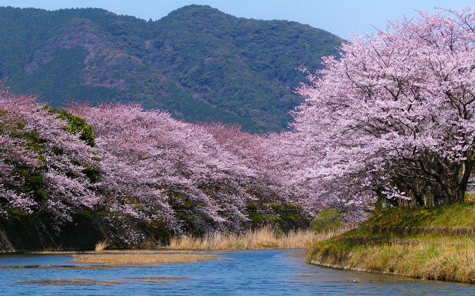 Cherry blossoms line a river with mountains in the background HD Wallpaper