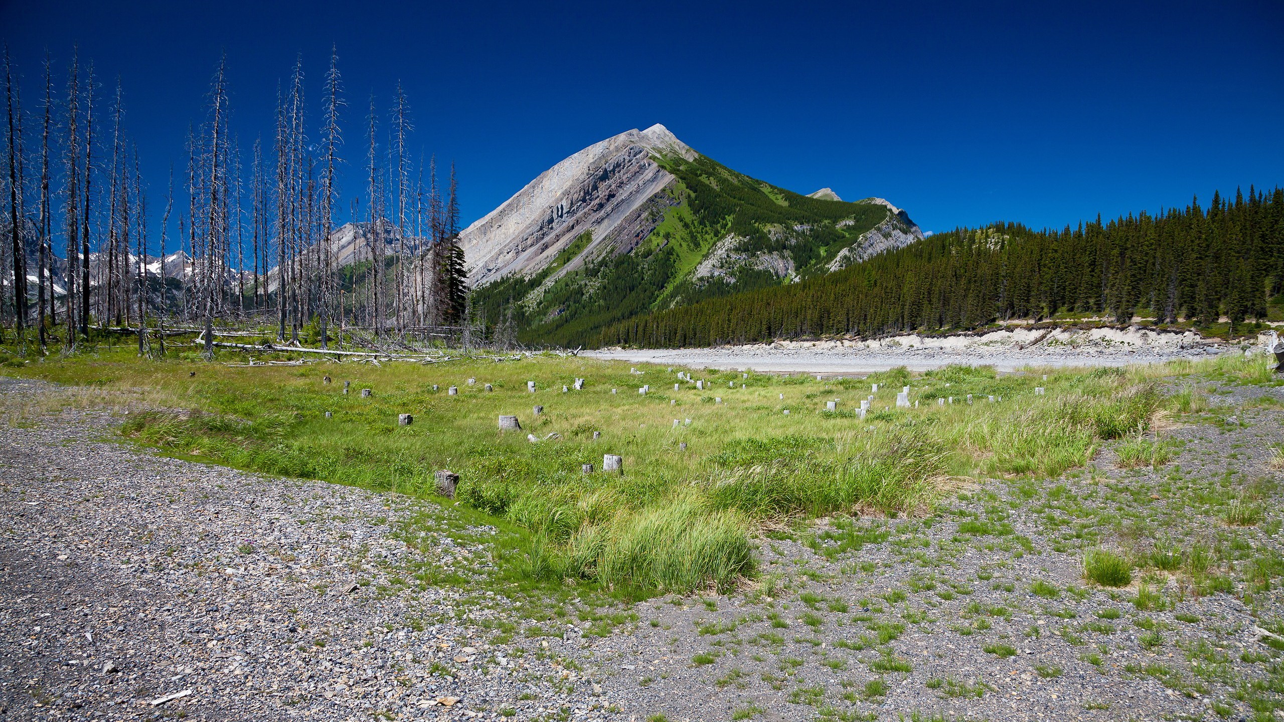 Dead trees and mountain landscape HD Wallpaper