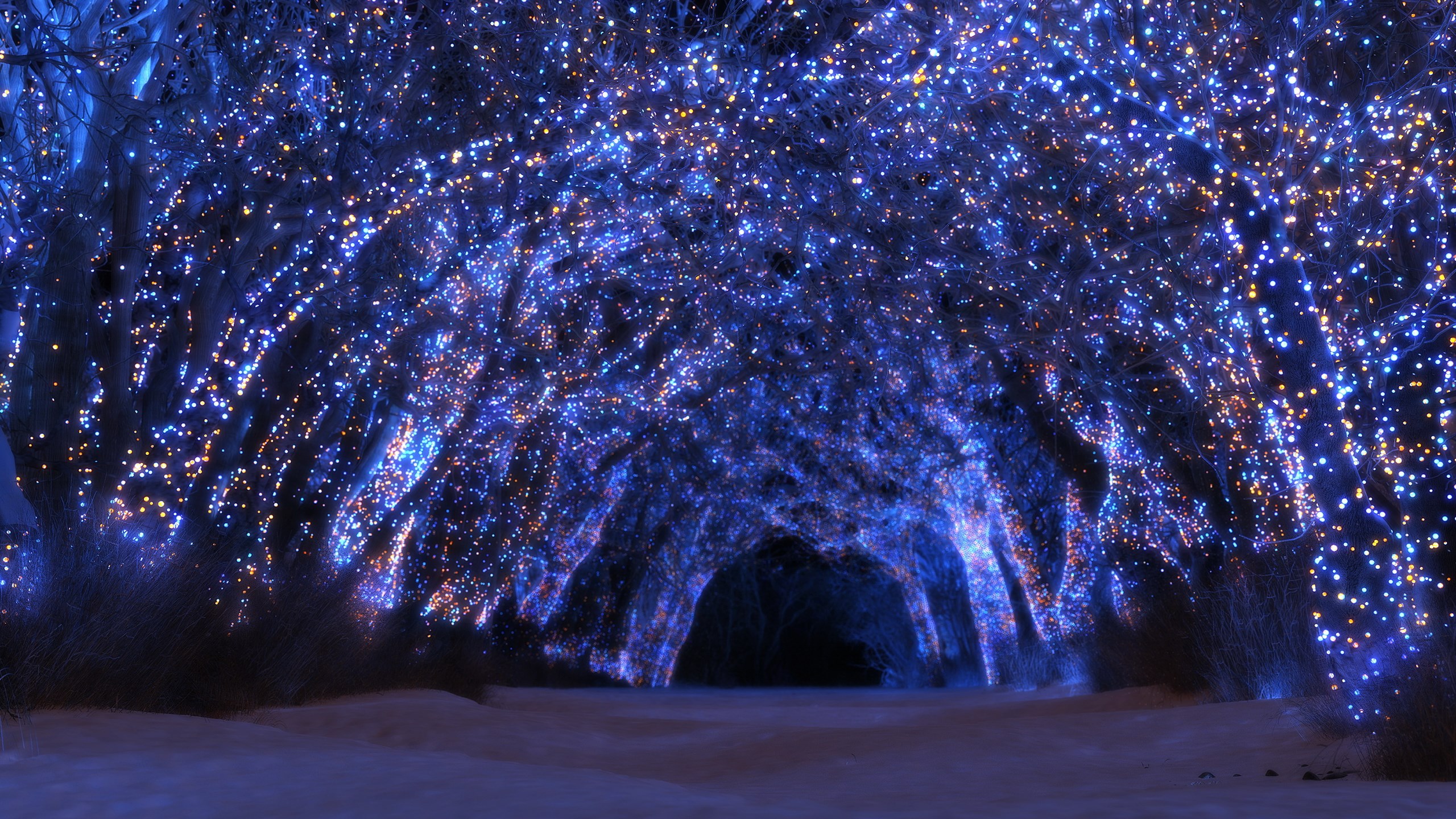 Tunnel of trees covered in blue and gold lights HD Wallpaper