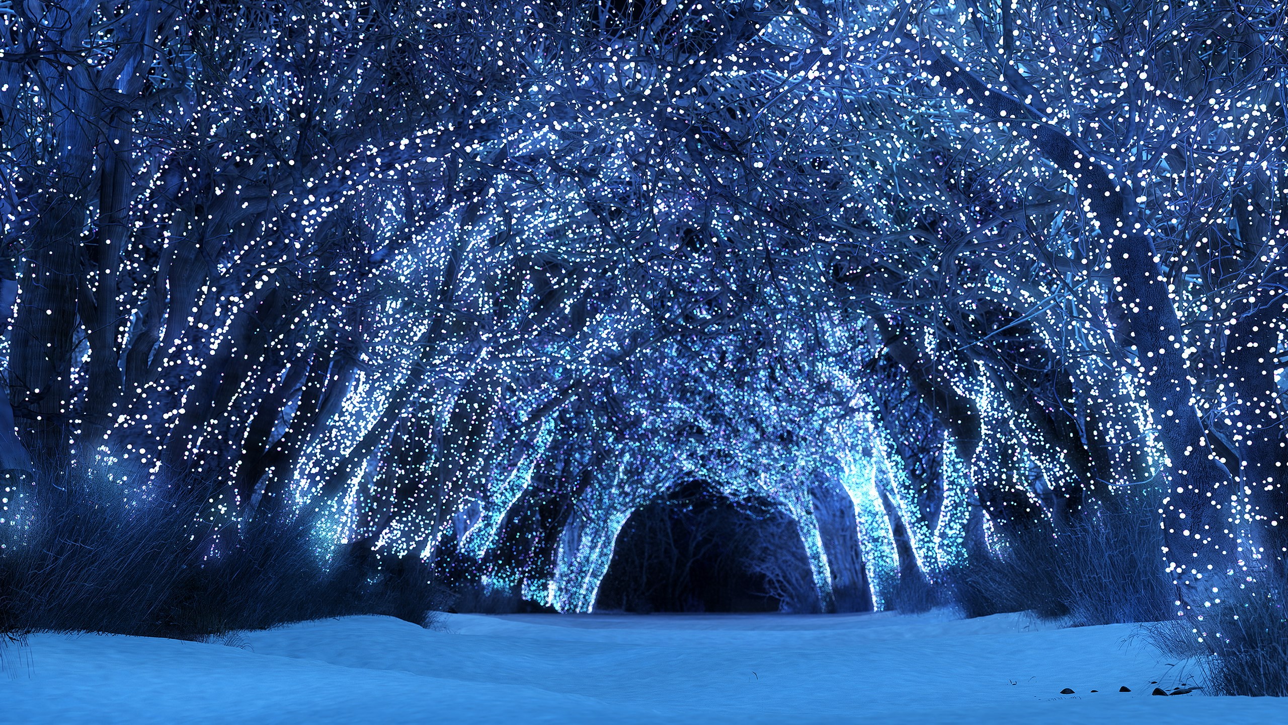Enchanted forest tunnel with blue lights and snow HD Wallpaper