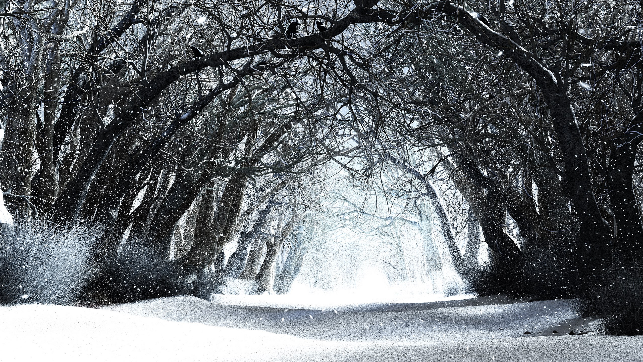 Snowy forest path with bare trees and falling snow HD Wallpaper