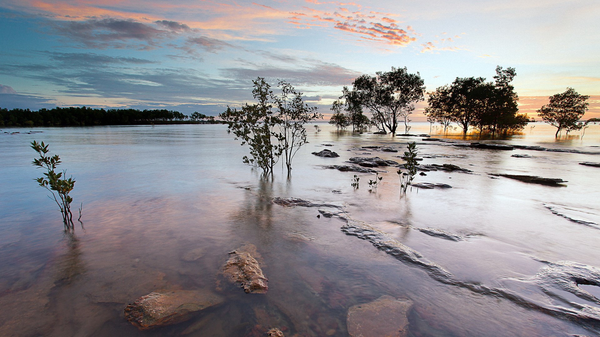 Mangrove trees in shallow water at sunset HD Wallpaper