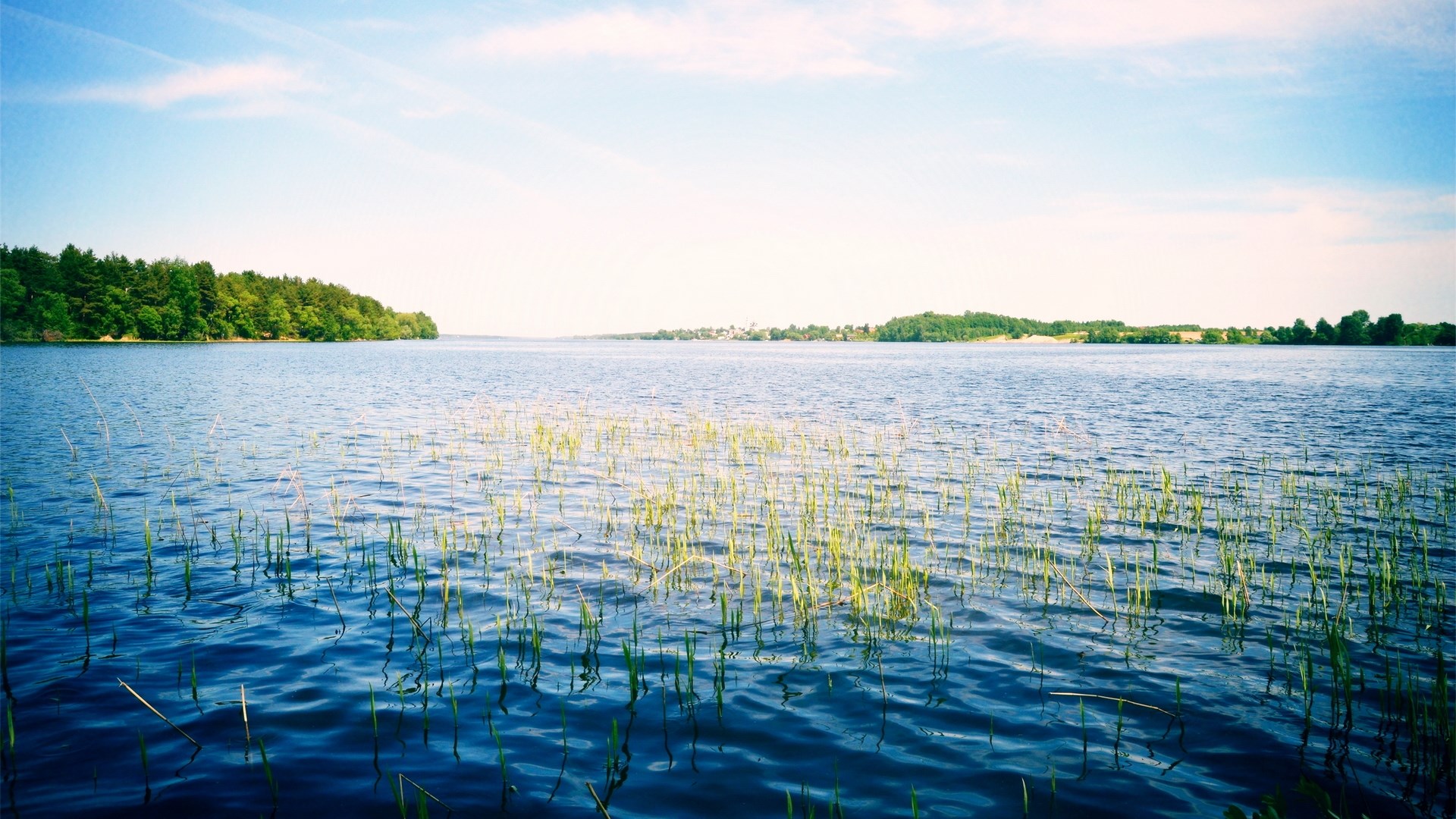 Lake with reeds and distant treeline HD Wallpaper