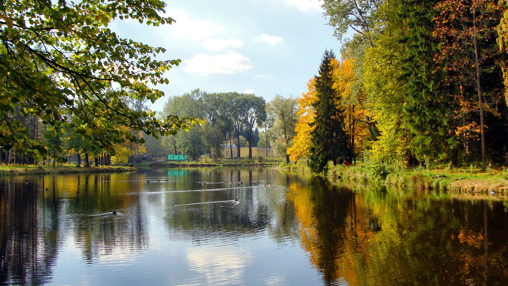 Autumn park with a lake and ducks HD Wallpaper