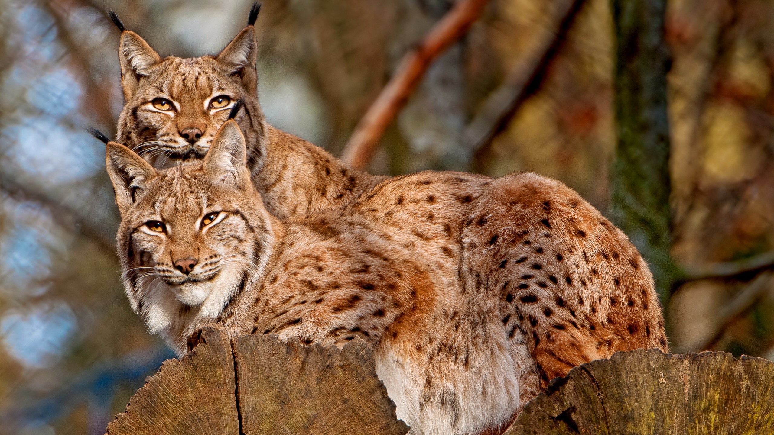 Two lynx cats resting on a tree stump HD Wallpaper