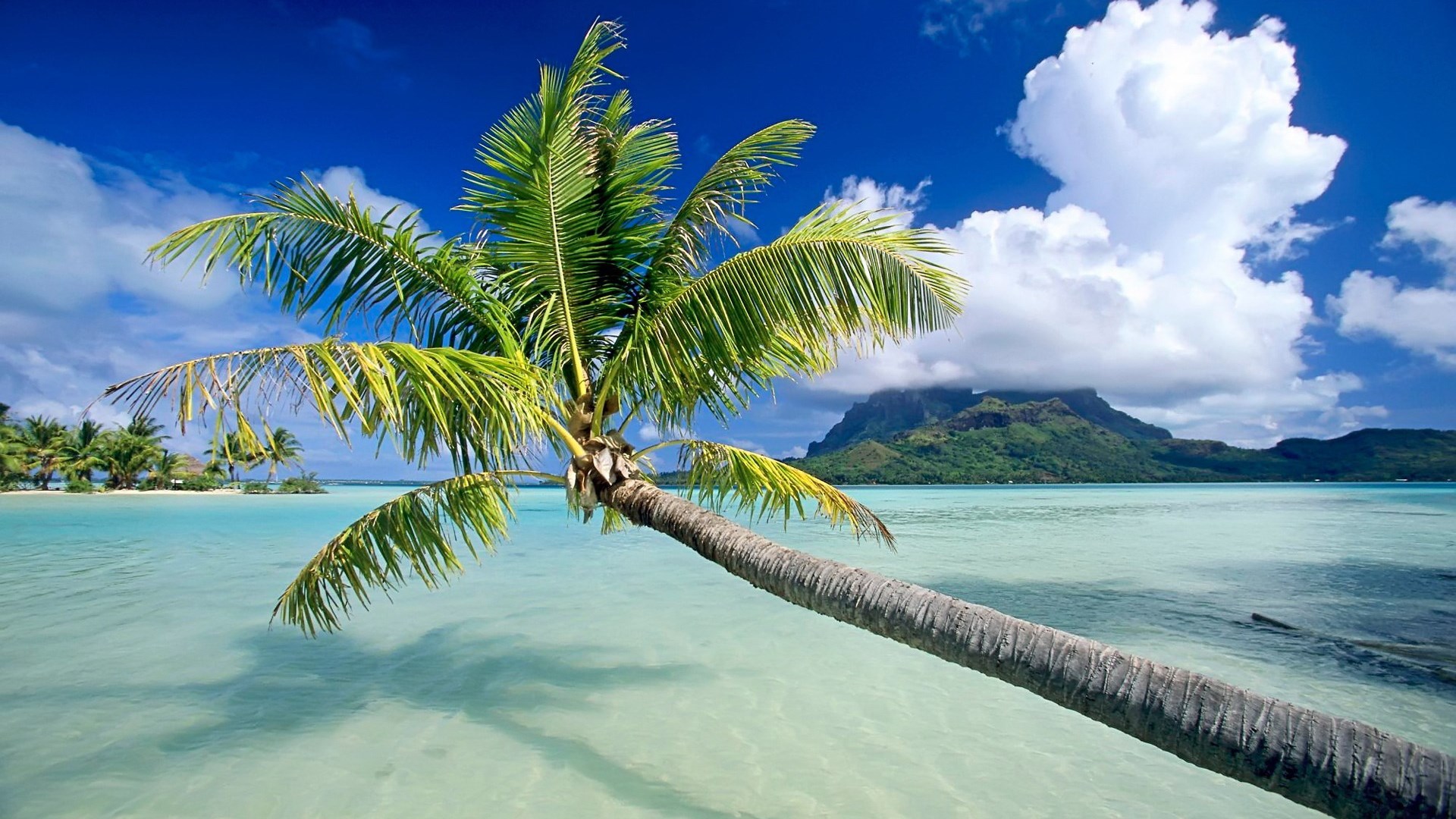 Palm tree over turquoise water and tropical island HD Wallpaper