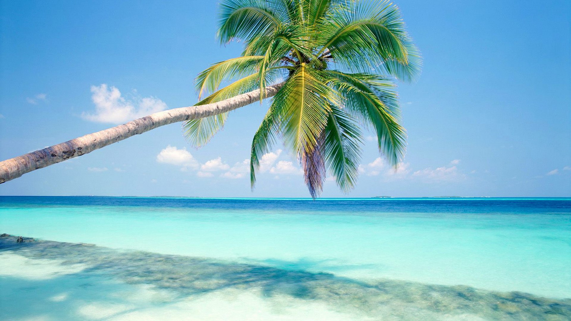 Palm tree over a tropical beach and ocean HD Wallpaper