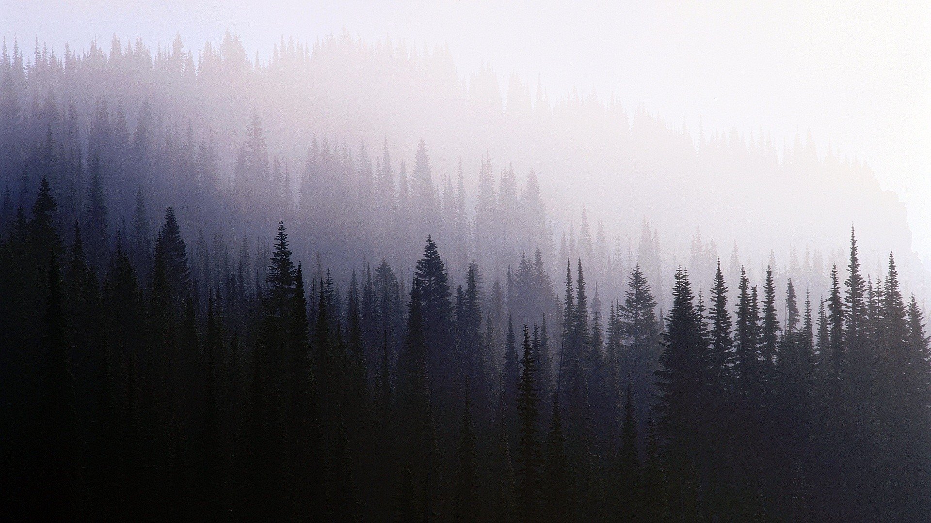 Misty forest with tall evergreen trees HD Wallpaper