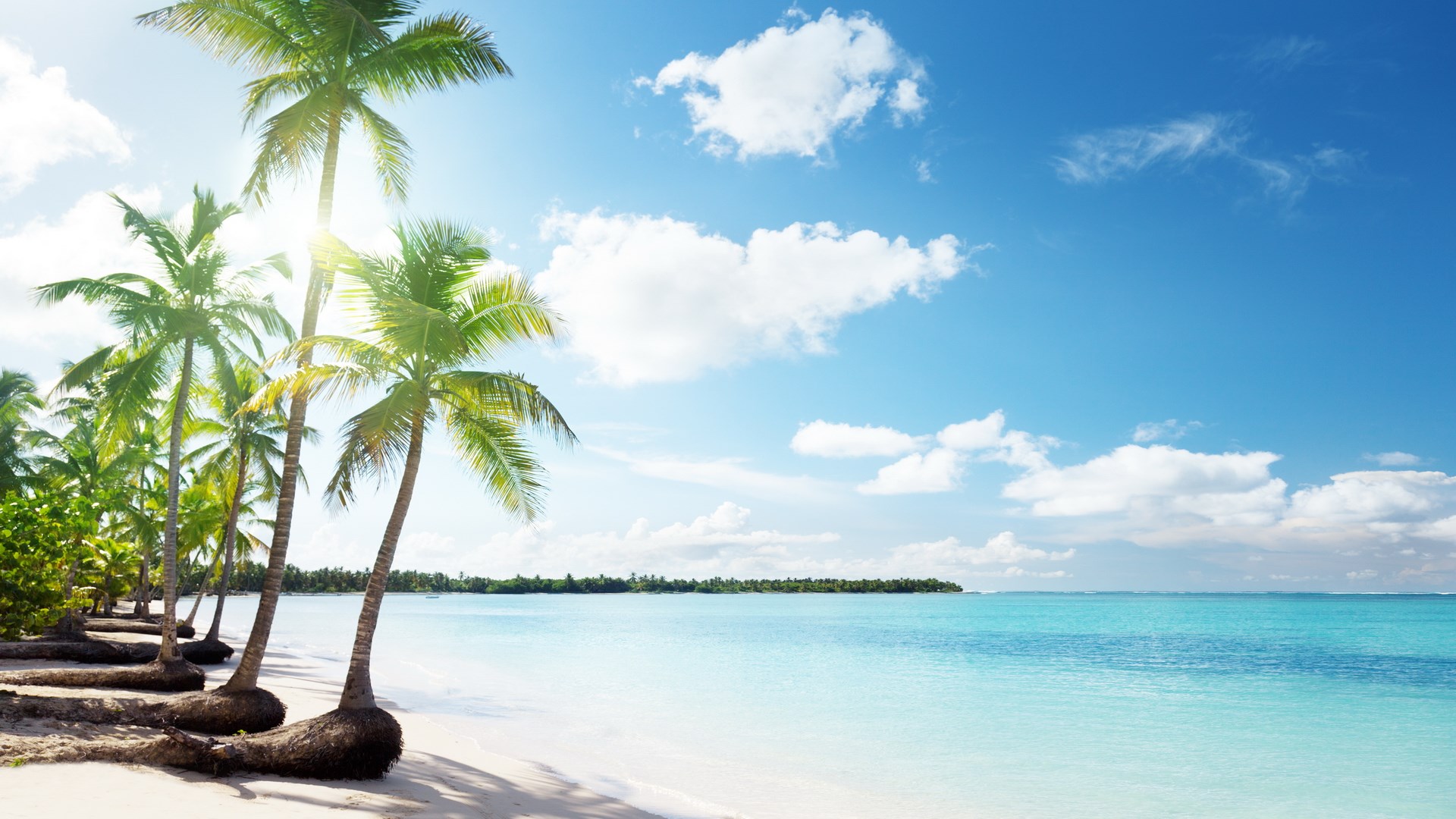Palm trees on a tropical beach with turquoise water HD Wallpaper